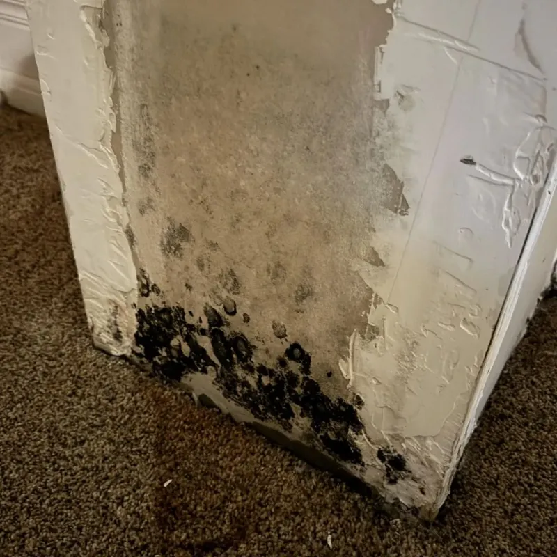Professional Mold Removal in Muskogee County, OK